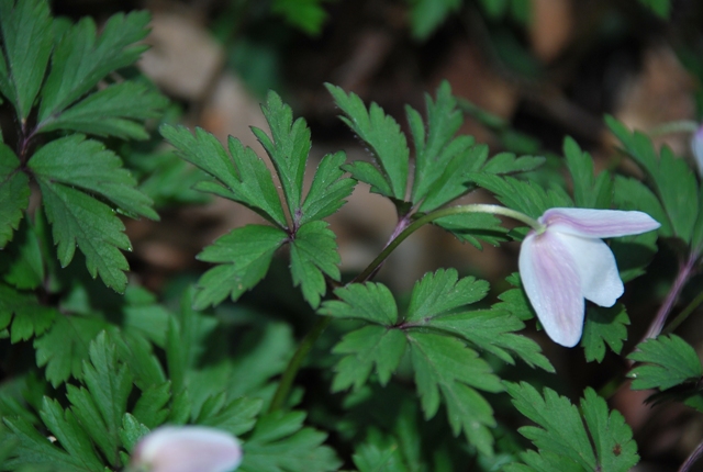 Anemonoides nemorosa